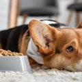 犬も天候によって体…