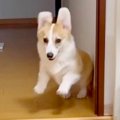 子犬が他の犬を『お…