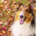 犬はどのくらい昔の…