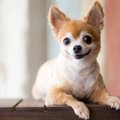 犬の命を削る『絶対…