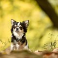 犬に絶対食べさせて…