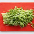 犬に豆苗を食べさせ…