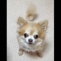 保護犬だった愛犬と…