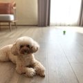 犬に『フローリング…