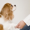 犬の病気は飼い主が…