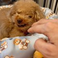 犬のおもちゃを回収…