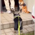 散歩中、近所のおじ…