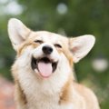 犬が飼い主にされて…