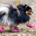 『犬用グッズ』の間…