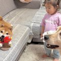 2歳の女の子が『犬に…