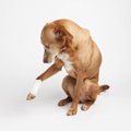 犬の『足が痛い』時…