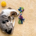 犬が背中を曲げて猫…