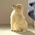 どこにでもついてく…