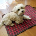 リバーシブル！防水…