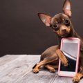 【2019年版】犬のア…