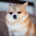 犬の涙やけが悪化す…