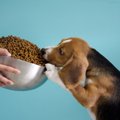 犬にご飯を与えると…