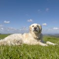 犬のチャリティ団体…