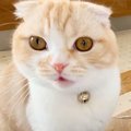話しかけてきた猫を…