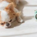 犬にとって負担とな…