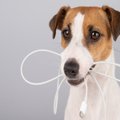 犬の留守番前にしな…