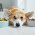 愛犬がご飯を残すの…