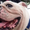 愛犬を我が子のよう…