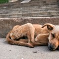 子犬の飢餓について…