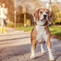 犬のしつけに失敗す…