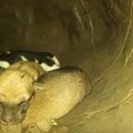 草地の穴から子犬た…