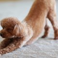 犬が『寝起き』にみ…
