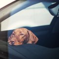 犬の死亡率が高い事…