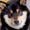 散歩拒否した犬をお…