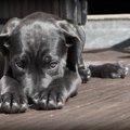 犬の尿が原因で起き…