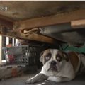 8ヵ月間も飼い主を待…