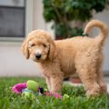 犬が遠い場所からあ…