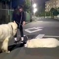 夜、超大型犬とお散…
