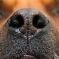 犬の「鼻」に隠され…