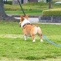 犬に『かわいい』と…