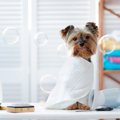 犬を飼っている人が…