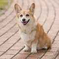 犬の多頭飼いがした…