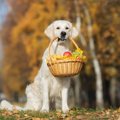 犬に与えていいフル…
