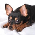 犬の前で鳴らしては…