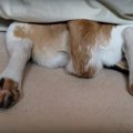 寝ているだけで可愛…