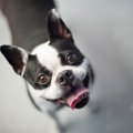 知らない犬に見つめ…
