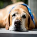 犬が『クッシング症…