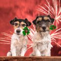 犬と一緒に花火大会…