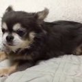 飼い主からチワワさ…