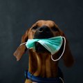 犬のマスク誤飲に注…