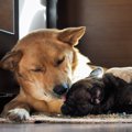小型犬と大型犬では…